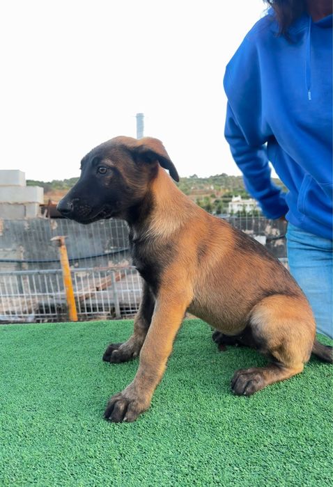 Pastor belga malinois