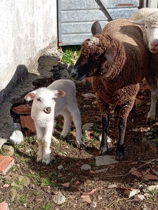 Vendo ovelha e  borrega
