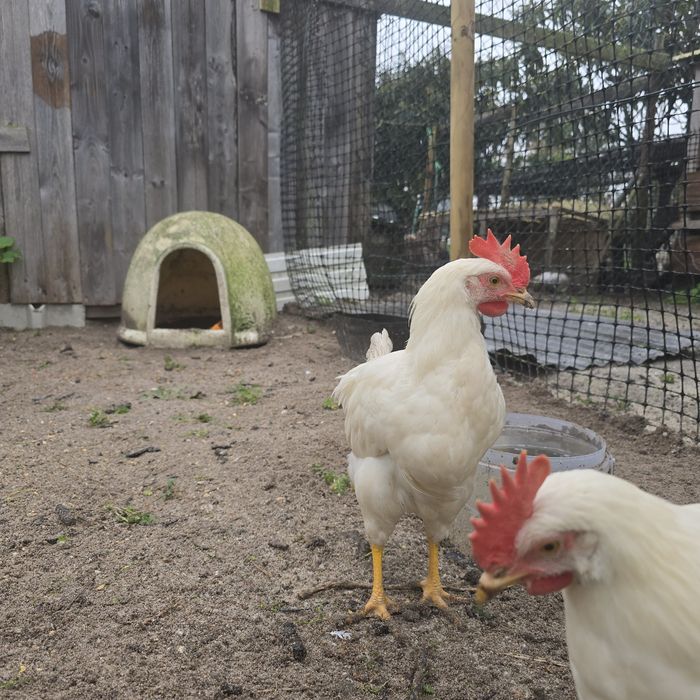 Frango macho leghorn white