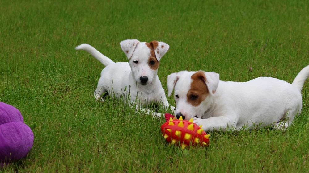 Oryginalny Jack Russell Terrier z hodowli BREFIO/badania genetyczne