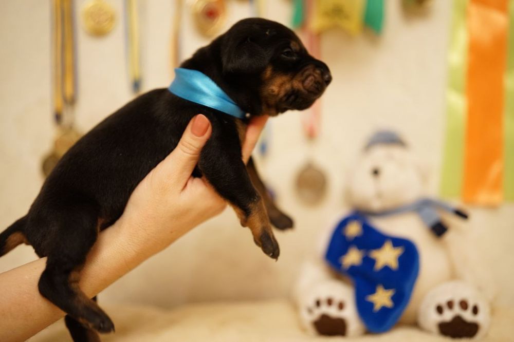 Щенки добермана бронь