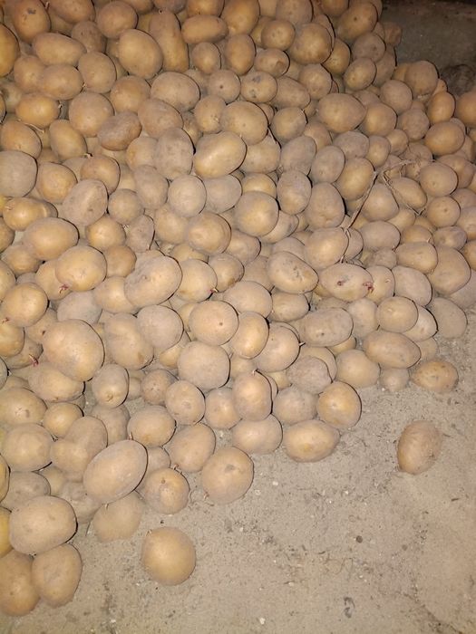 Ziemniaki sadzeniaki odmiana soraya