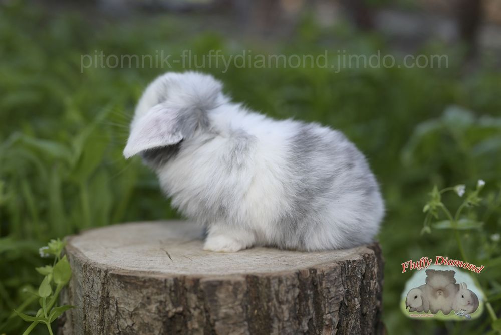 Дівчинка у забарвленні рен. Висловухий баранчик NHD.