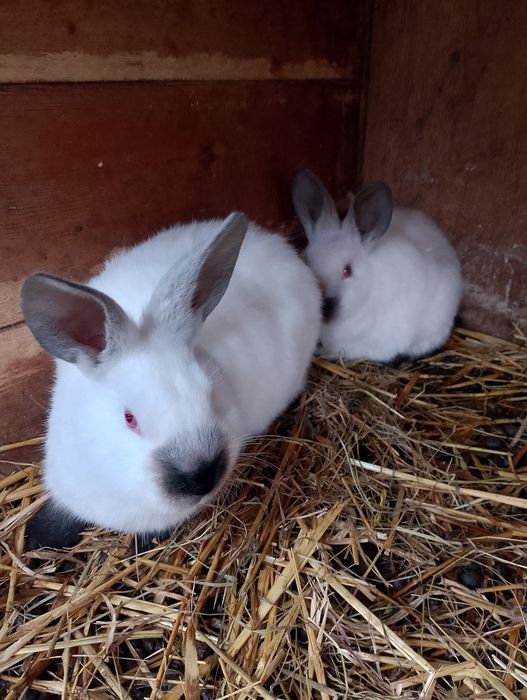 Sprzedam królika kc samica z młodymi