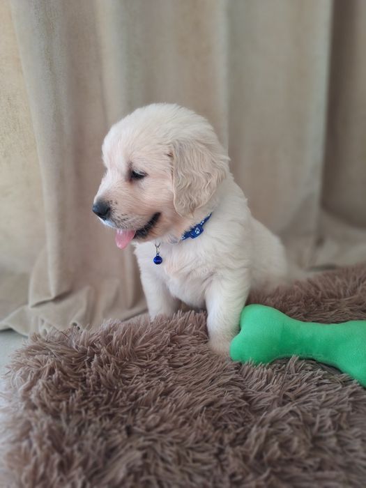 Piesek  golden retriever