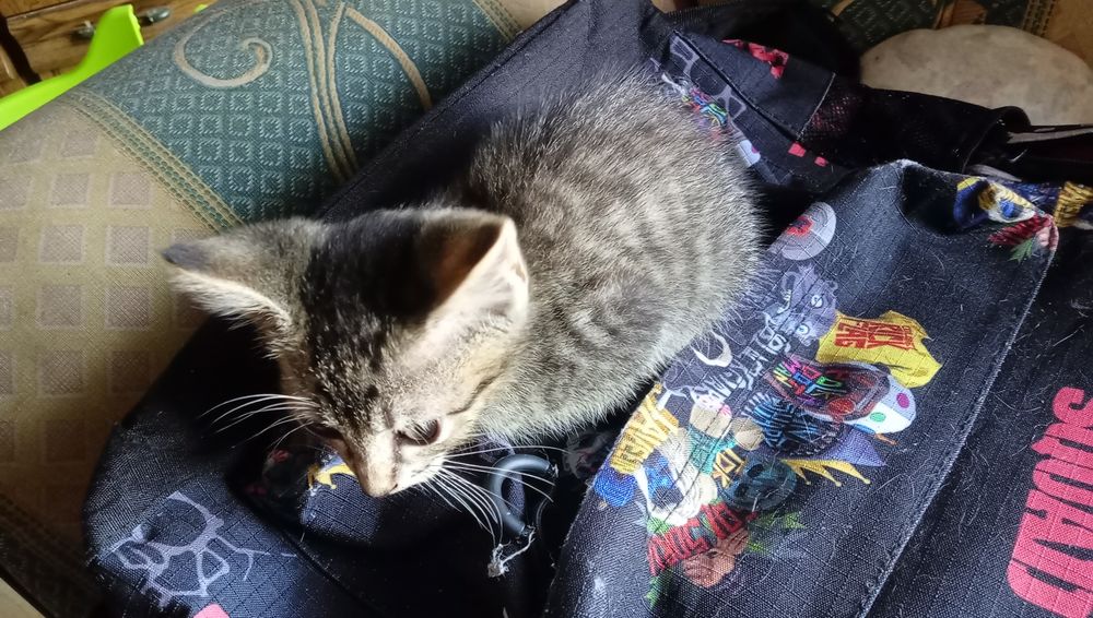 Gatinho para adoção