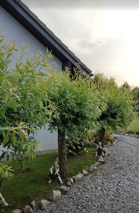 Wierzby plecione 130-200cm