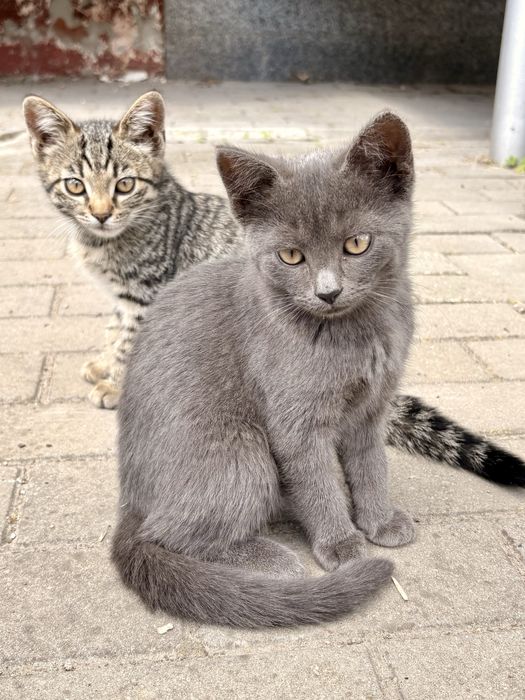 Кошенята котики 2 місяці