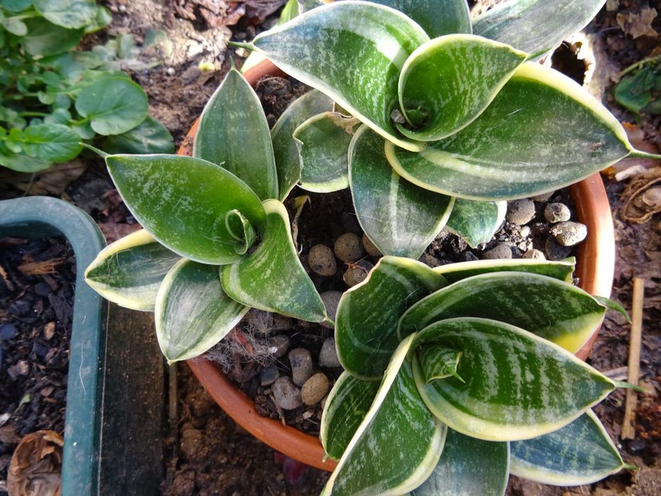 Plantas de interior/exterior suculentas