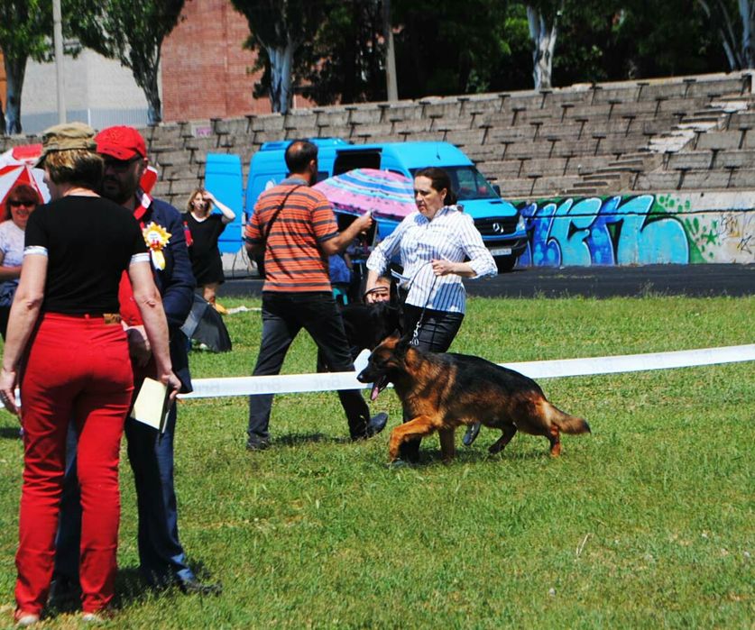 Кобель немецкой овчарки для вязки