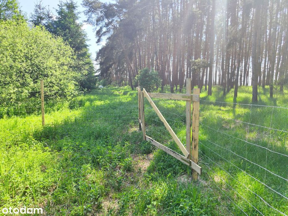 Słoneczna enklawa nad Jeziorem Lgińskim Małym – 1000 m², jezioro, las - Widok 4