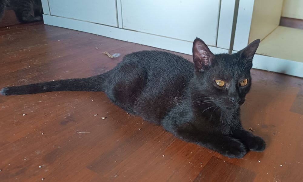Gatinho macho, com 4 meses, para adoção.