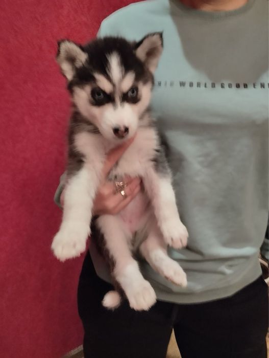 Чарівні цуценята Хаскі