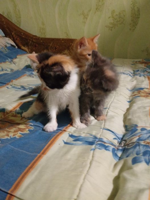 Котята в хорошие руки