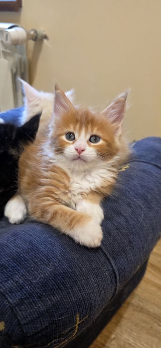 Kotka Maine Coon z rodowodem FPL