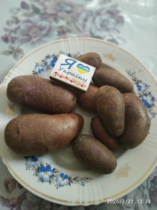 Картопля Циганка ,на посадку, насіннева, домашній сорт, синя, посадк