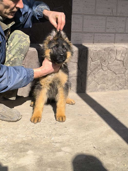 Щенки немецкой овчарки