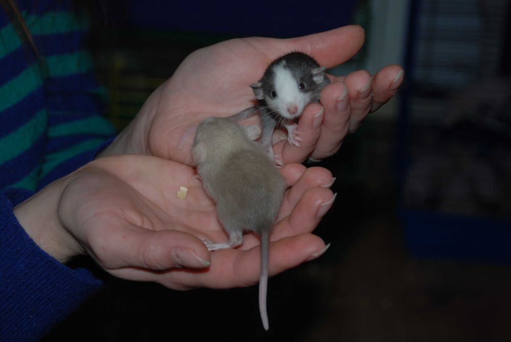 Щуренятка щурики, домашня декоративна криска дамбо та укомплект клітки