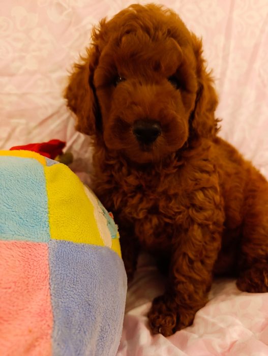 Пудель хлопчик Ред Браун