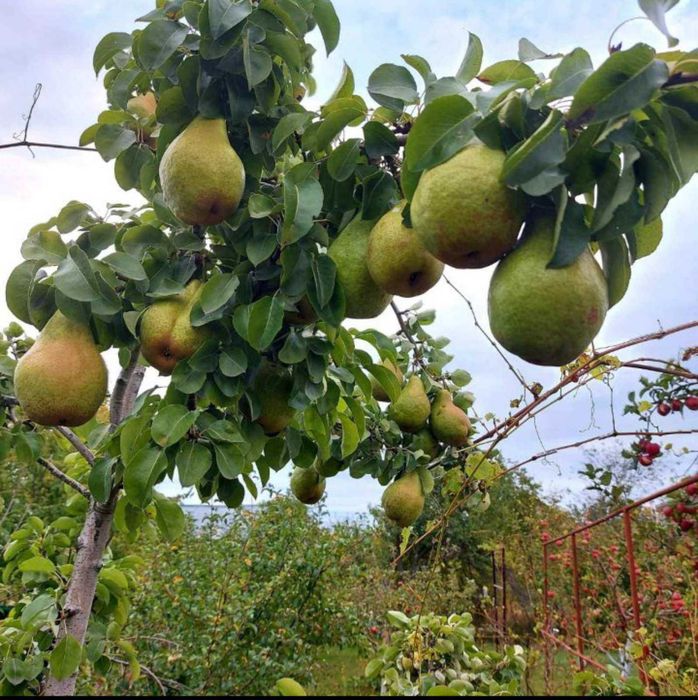 Продам дачний будинок в СТ Фотон