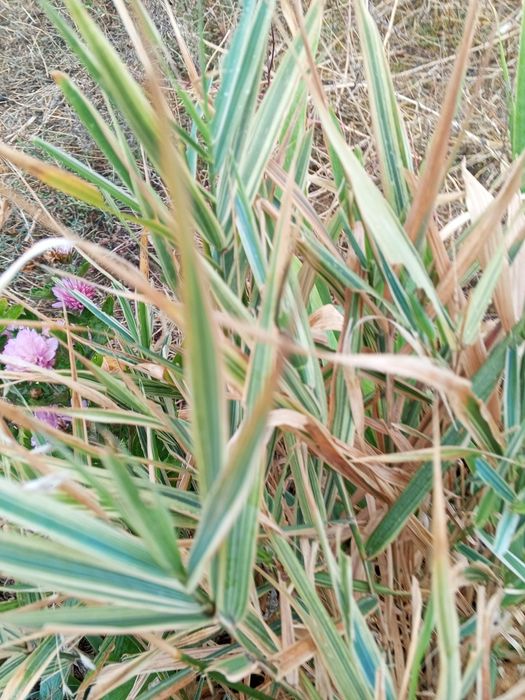 Продам шелковую.траву