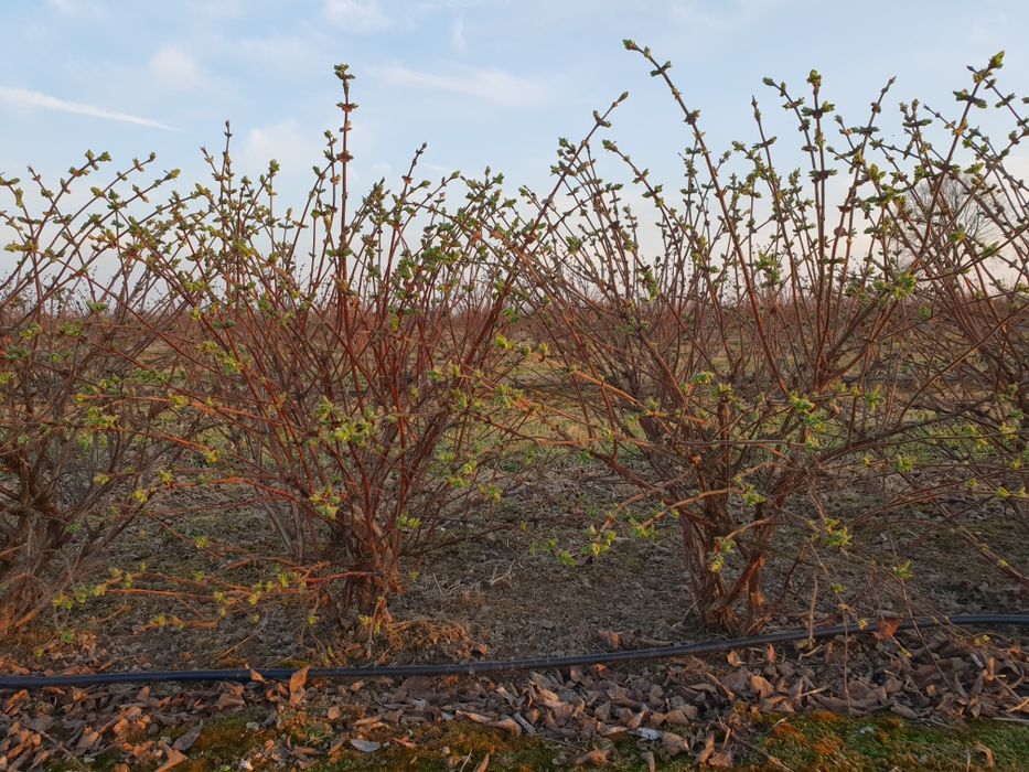 Jagoda kamczacka - krzewy / sadzonki