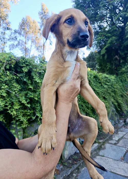Cães bebés para adoção responsável