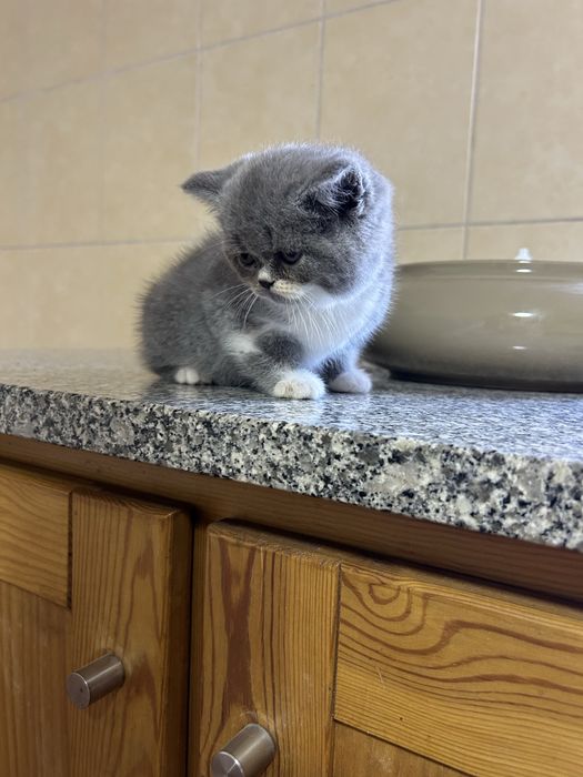 scottish fold