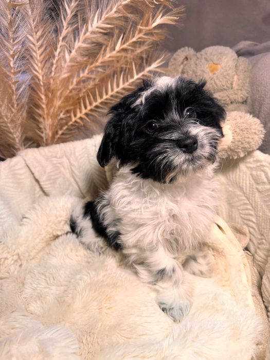 Hawańczyk- Marshall - gotowy do nowego domu