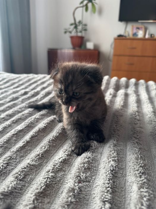 Плюшевий шотландський висловухий хлопчик шукає любʼячу сімʼю