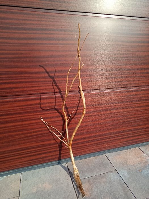 Średni, fajny naturalny korzeń do akwarium