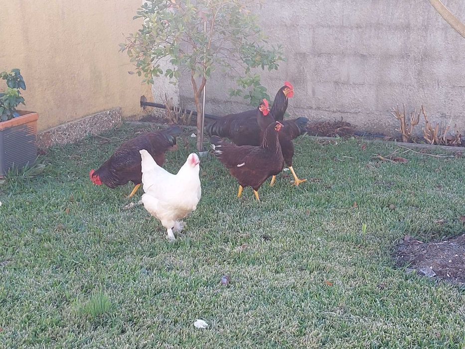 Vendo galinha maline branca