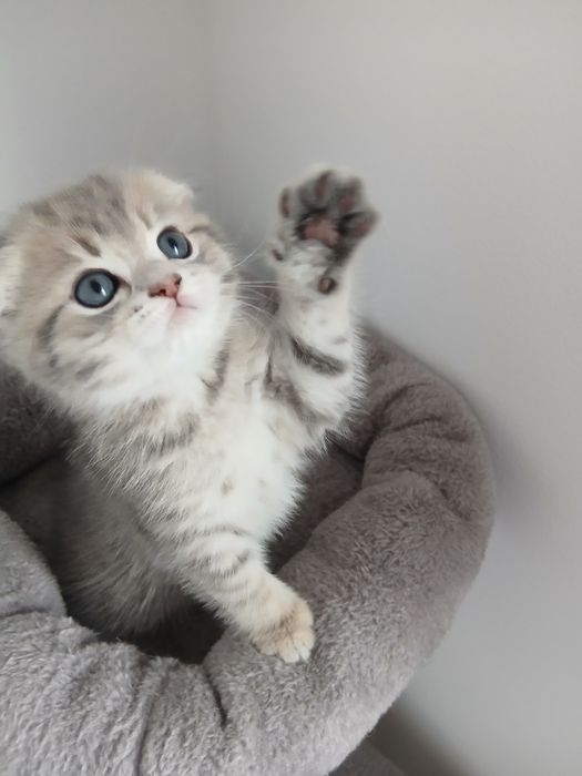 Scottish Fold Macho