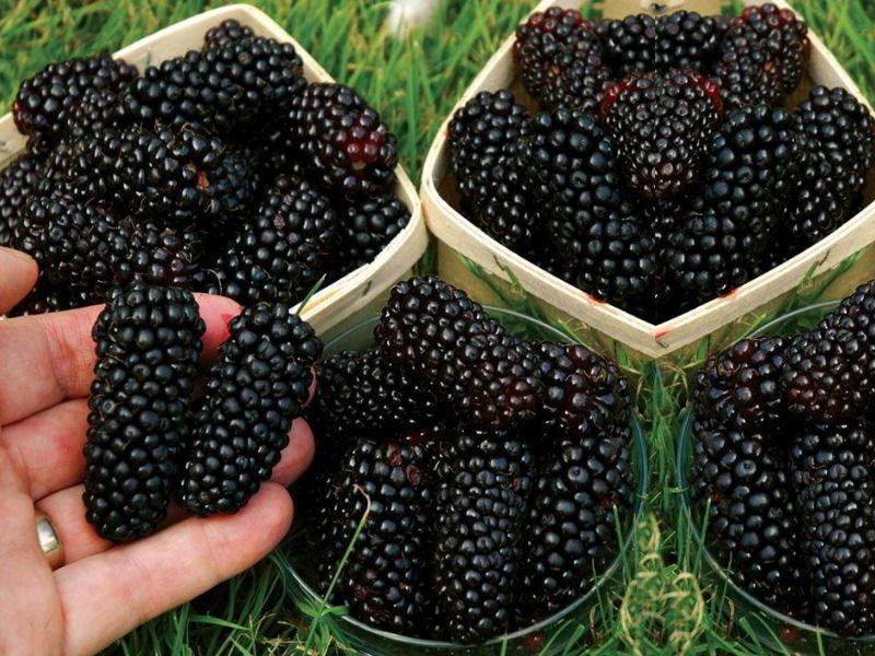 Jeżyna bezkolcowa, jeżyny różne odmiany -Nawaho, triple, black satin..