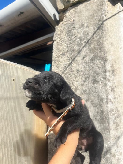 Cães Para Adoção