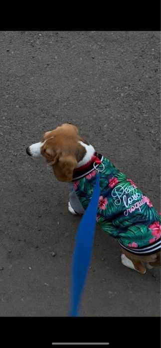 Курточка на собачку