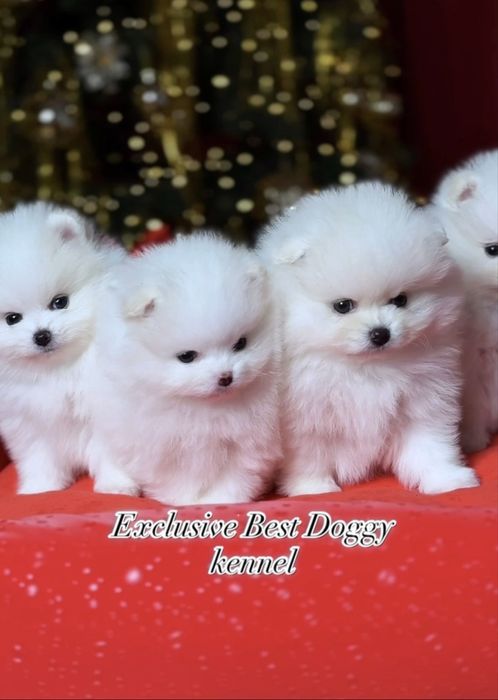 SUPER VIP mini щенки белые померанские шпицы. Щенок померанец шпиц