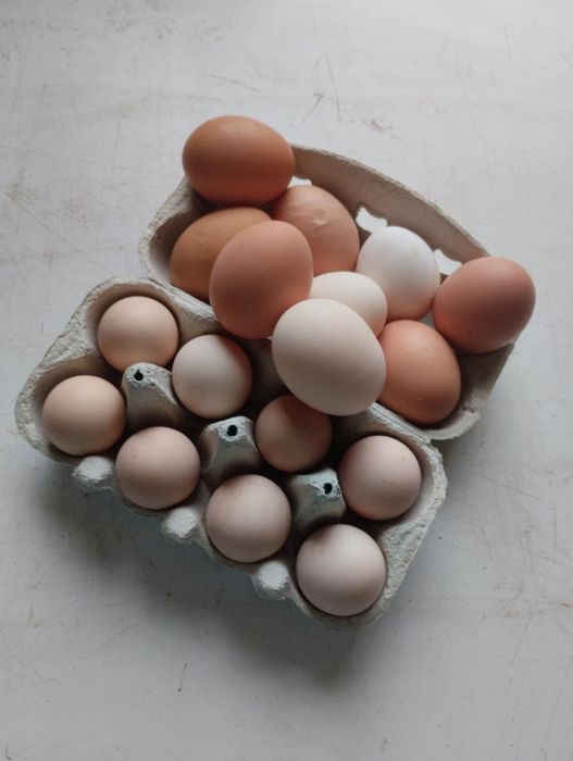 Jaja wiejskie wolny wybieg