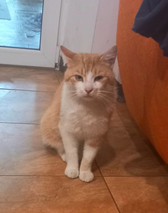 Przyjazny kotek szuka domu