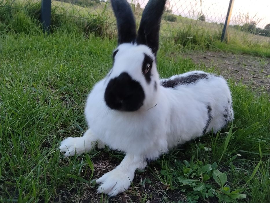 Srokacz niemiecki olbrzym