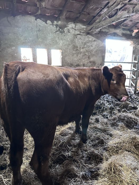 Vitela red angus