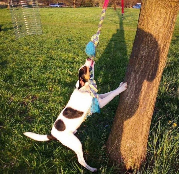 Dom dla wspaniałego KROPKA