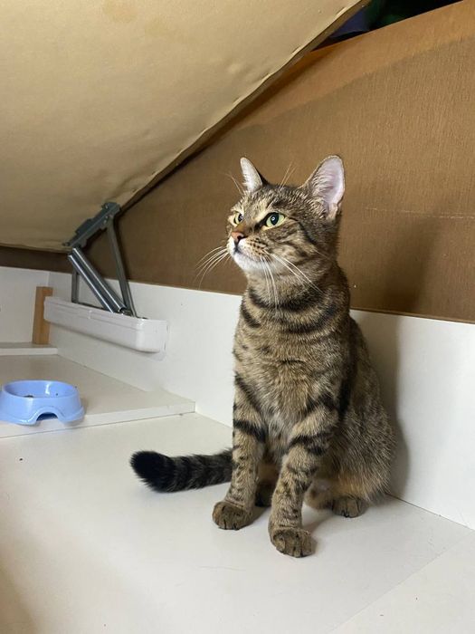 Приезжайте знакомиться к котиками