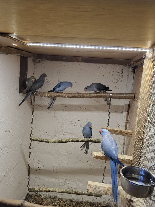 Aleksandretty obrożne