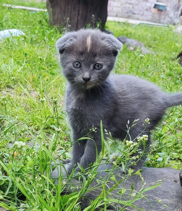 Віддам котяток в добрі руки