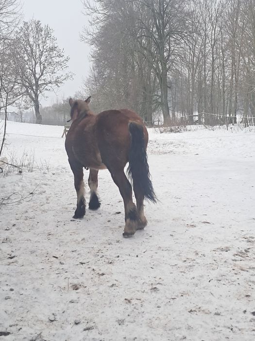 Źrebka zimnokrwista