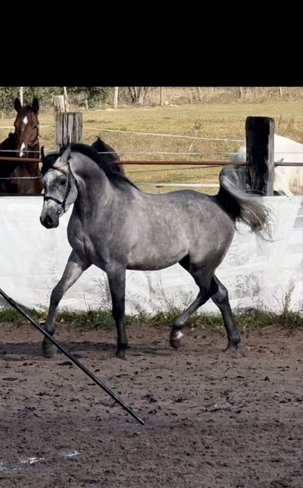 Ogier arabski - ujeżdżony po El Jahez
