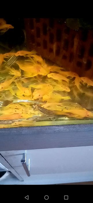 Promocja Zbrojnik l144 Blue eye lemon Gold glonojad