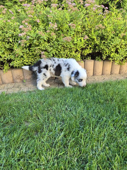 Piesek Border Collie