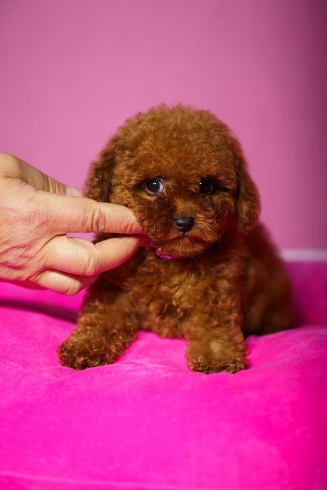 Pudel chiński toy, suczka,po bardzo małych rodzicach z FCI